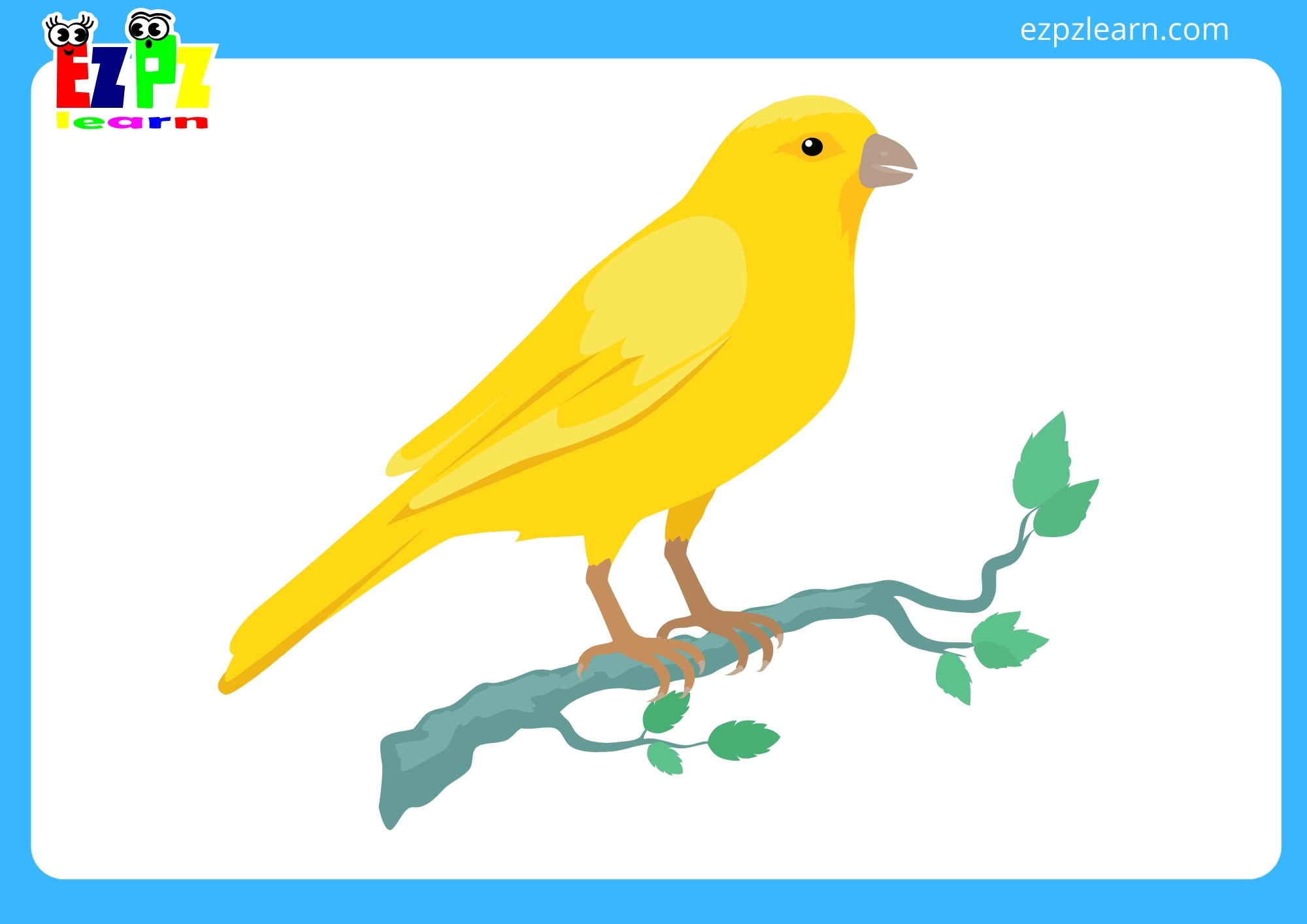 canary
